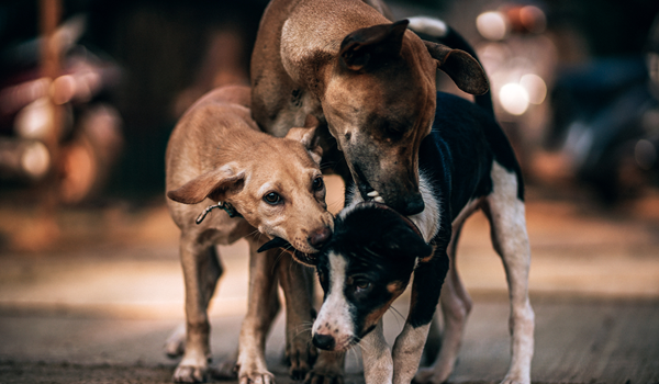 a dog on a leash